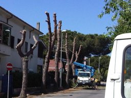 Potatura degli alberi SBAGLIATA